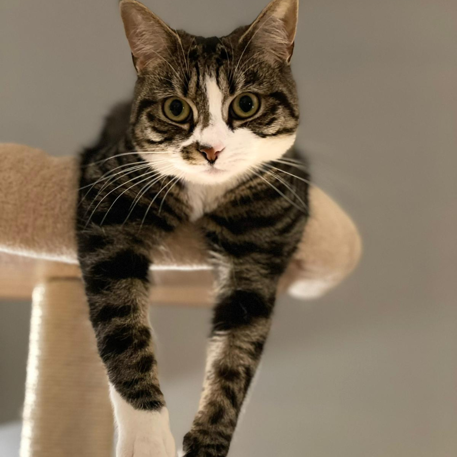 Ellie Ellie the Cat