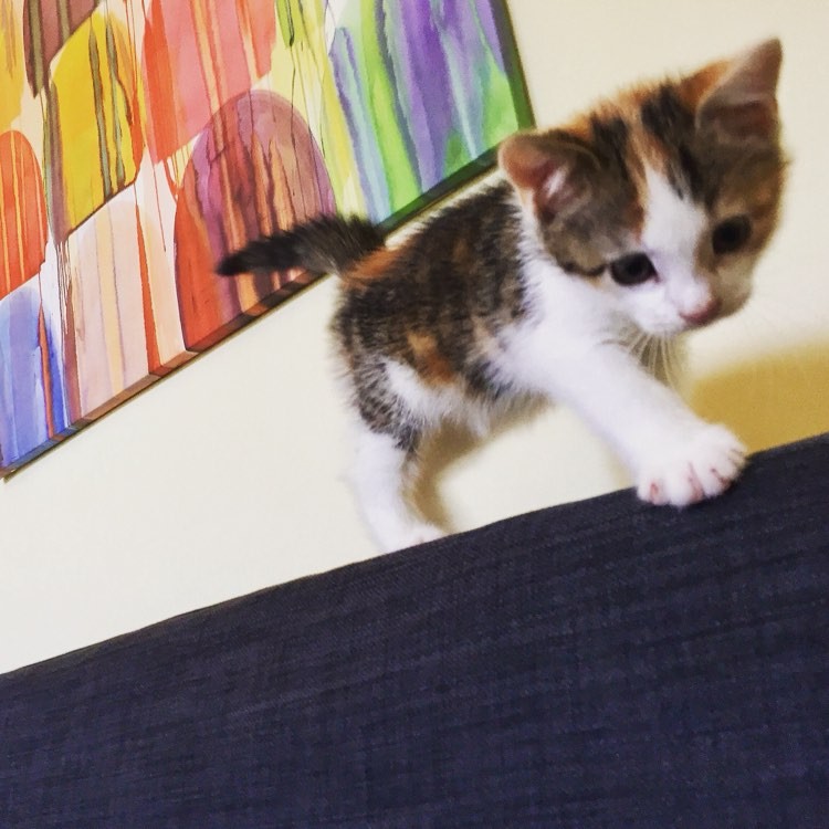 freya